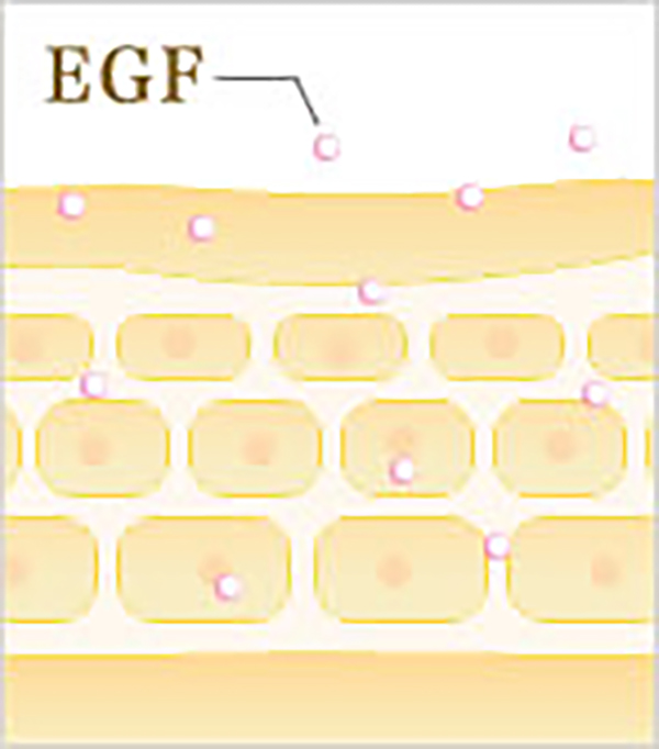 弾力とハリのあるエイジレスな肌細胞