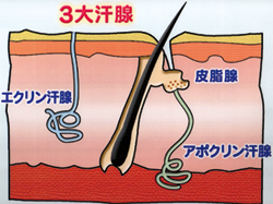 3大汗腺イメージ図